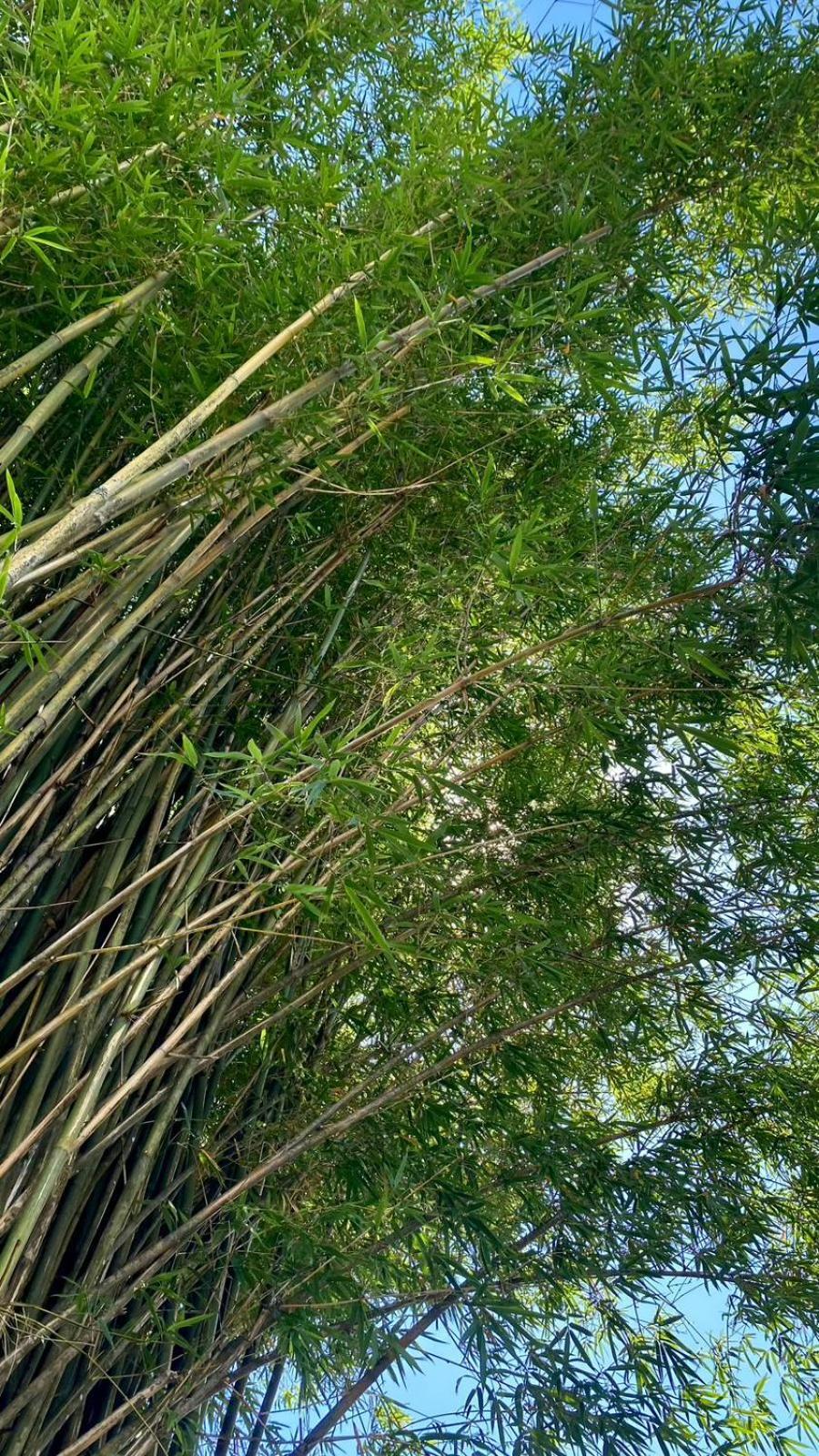 Pousada Dos Sonhos - Timbe Do Sul エクステリア 写真
